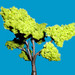 the tree project.