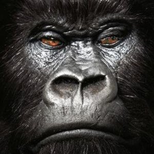 Silverback