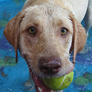 yellowdog