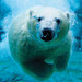 Ecojustice Canada